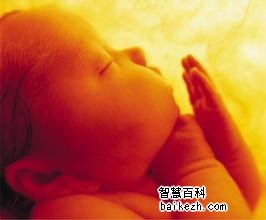 胎儿在母体中各周的发育情况