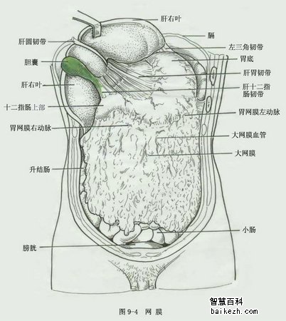 腹膜和网膜的解剖和生理概要