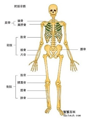 人体骨骼系统