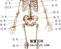 背后的支撑——脊骨