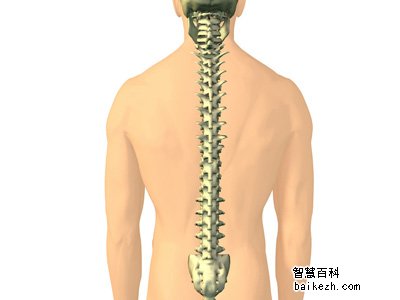 脊椎对于人体的意义