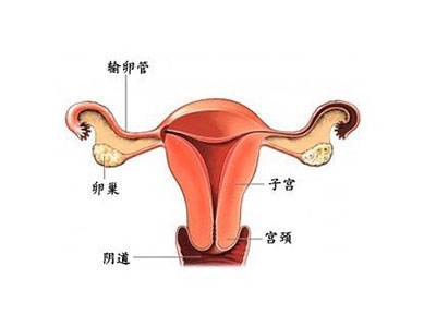 双侧输卵管通而不畅的原因及检查和食疗