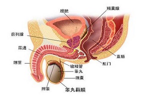 前列腺是人体最小的器官之一，前列腺位置你知道吗？