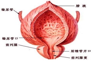 前列腺是人体最小的器官之一，前列腺位置你知道吗？