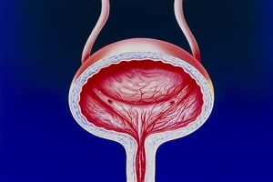 男人膀胱在哪？膀胱有什么功能和作用？