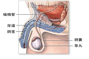 前列腺和射精之间是什么关系？前列腺在男性中有什么作用？ ... ...